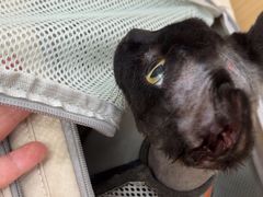-瑞派康怡24h宠物医院·犬猫医疗中心·微创绝育(瑞景分院)