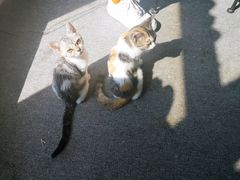 -喵店&猫咖