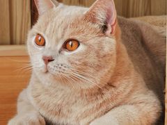 -Catmate·猫肥家润(金润铂宫店)