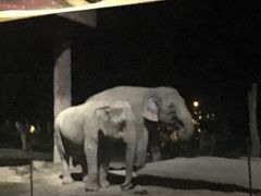 -清迈夜间动物园