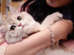 -momokira米努特·德文卷毛猫·棉花面纱犬