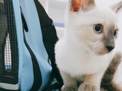 -汪喵宠物医院·骨科心脏影像·犬猫急重症ICU诊疗中心(成华分院)