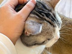 -有喵·猫咖·狗咖·40+猫狗有小奶狗(岗厦店)