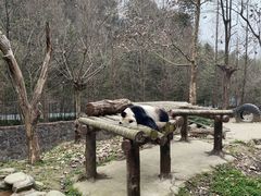 -都江堰中华大熊猫苑