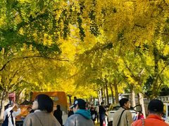 -三里屯东五街银杏大道