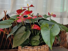 -慢丽江·云南野生菌土鸡锅(西山店)