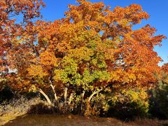 -五角枫生态旅游景区