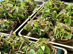 -田园印象·成都土菜院子(华阳店)
