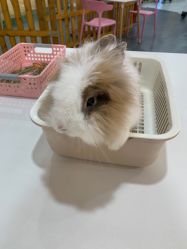 -Moni星球萌宠·小马宝莉·灵蛇·高端高阶全萌宠互动体验俱乐部(红豆国际广场店)