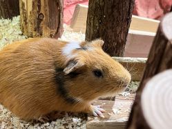 -Zoolung Zoolung动物主题公园(海信广场店)