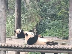 -中国大熊猫保护研究中心雅安碧峰峡基地