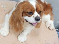 -宠福鑫康馨动物医院·骨科·眼科