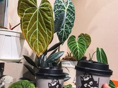 -Dogi&kiki Coffee(中心商务大厦店)