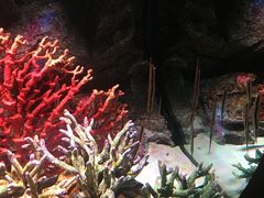-暹罗海洋世界