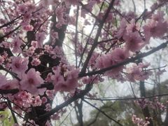 -金鸡湖桃花岛