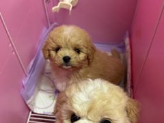 -翊宠yipet猫狗购宠庄园犬舍•猫舍