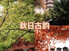 -绳金塔