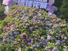 -上海滨江森林公园