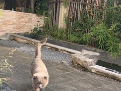-汤宴·参须肚包鸡(南京路店)