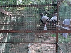 -静之湖湖畔餐厅