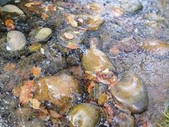-重庆园博园