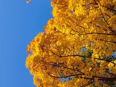 -北京西山国家森林公园