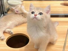 -袖虎·猫馆(体育西路店)