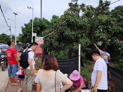 -从化深英荔枝黄皮龙眼采摘园