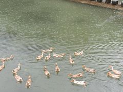 -鹿亭中村