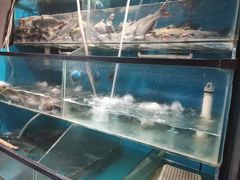 -老板恋上鱼(荣盛广场店)