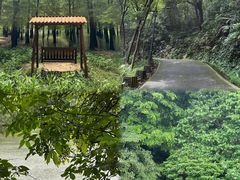 -广州市帽峰山景区