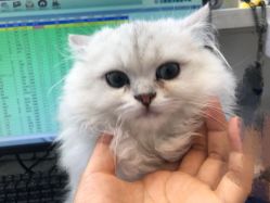-AM半永久纹眉