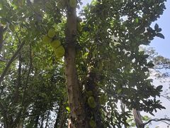 -四海公园(南山区)