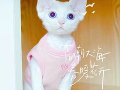 -十年猫舍·猫咪专门店(普陀店)
