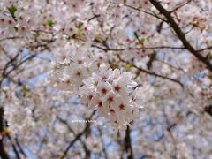 -上海滨江森林公园