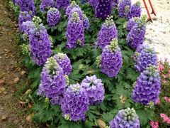 iphone_upload_pic-上海鲜花港