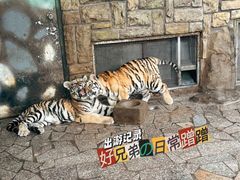 -上海野生动物园