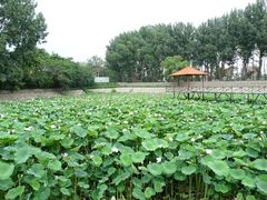 荷花池-意大利农场度假村