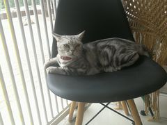 -平行世界·猫咖(首经贸店)