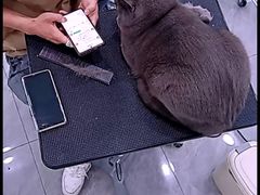 -爱洗澡的猫(天河路店)