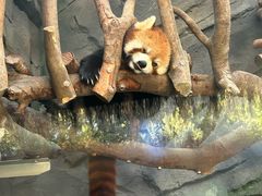 -武汉动物园