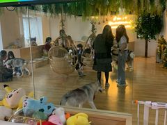 -Husky Go! 哈士奇体验馆·宠物咖啡厅狗咖