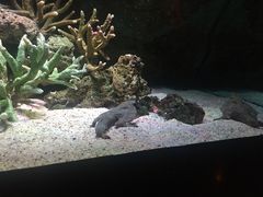 -暹罗海洋世界