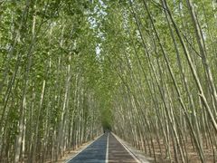 -花园口旅游区