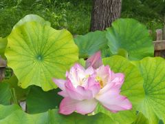 -莲花池公园