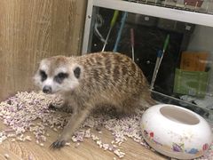 -藦茜花园宠物主题亲子互动体验馆(国顺东路店)