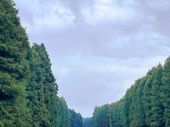 -上海海湾国家森林公园