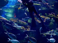 -暹罗海洋世界