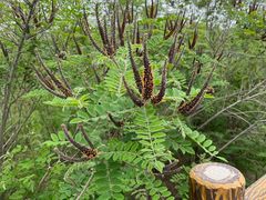 -白水寺森林公园