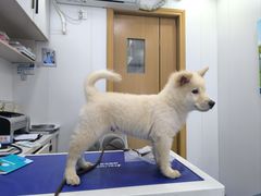 -博特宠物医院24h犬猫全科.骨科·异宠